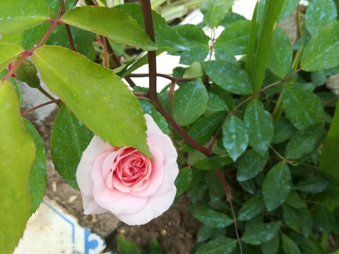 Rosa de Santa Teresinha